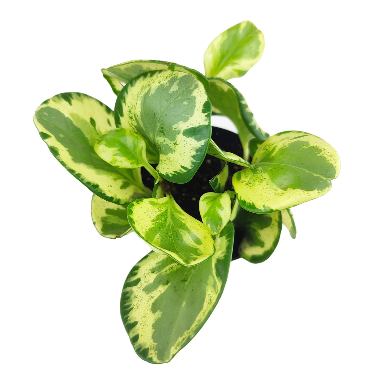 Peperomia Golden Gate, indoor houseplant, buy Peperomia Golden Gate online, Peperomia Obtusifoliaone, air-purifying houseplant, colorful foliage houseplant
