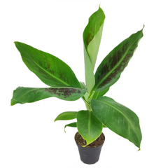 banana plant air purifier Musa Tropicana Banana Plant - Tropical Air-Purifying Houseplant