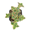 Calico kitten crassula for sale, Rare succulents, crassula varieties, succulent gift ideas, houseplant for home and office, easy to grow indoor succulent