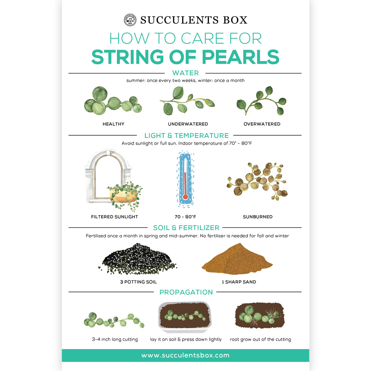 How to care for String of Pearls succulent plant, String of Pearls Succulent Care Guide for sale, How to grow Senecio String of Pearls plant