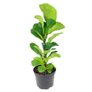 How to care for Ficus Lyrata, Fiddle Leaf Fig, tall air-purifying houseplant, medium and bright light houseplant for homes and offices, Ficus Lyrata for salr, Ficus care guide, buy ficus lyrata online