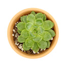 Lime Green Echeveria Succulent Plant, Rosettes Succulent, Thanksgiving succulents gift, Easter succulents idea, Growing succulents for thanksgiving, echeveria, echeveria succulent