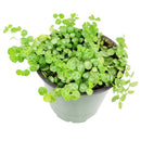 4 inch String of turtles plant in terracotta pot for sale, Buy trailing houseplant for home office decor