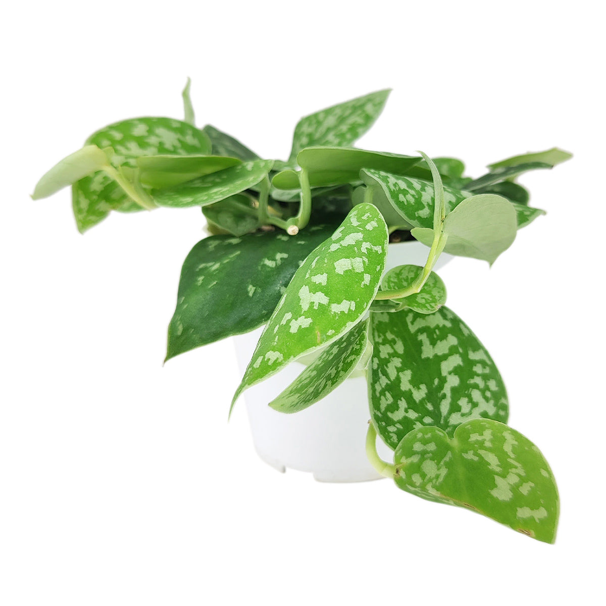  Satin Pothos Scindapsus Pictus, vining evergreen plants with variegated foliage, easy to care for houseplant for beginner, heart-shaped pothos, plants for hanging baskets and tall planters