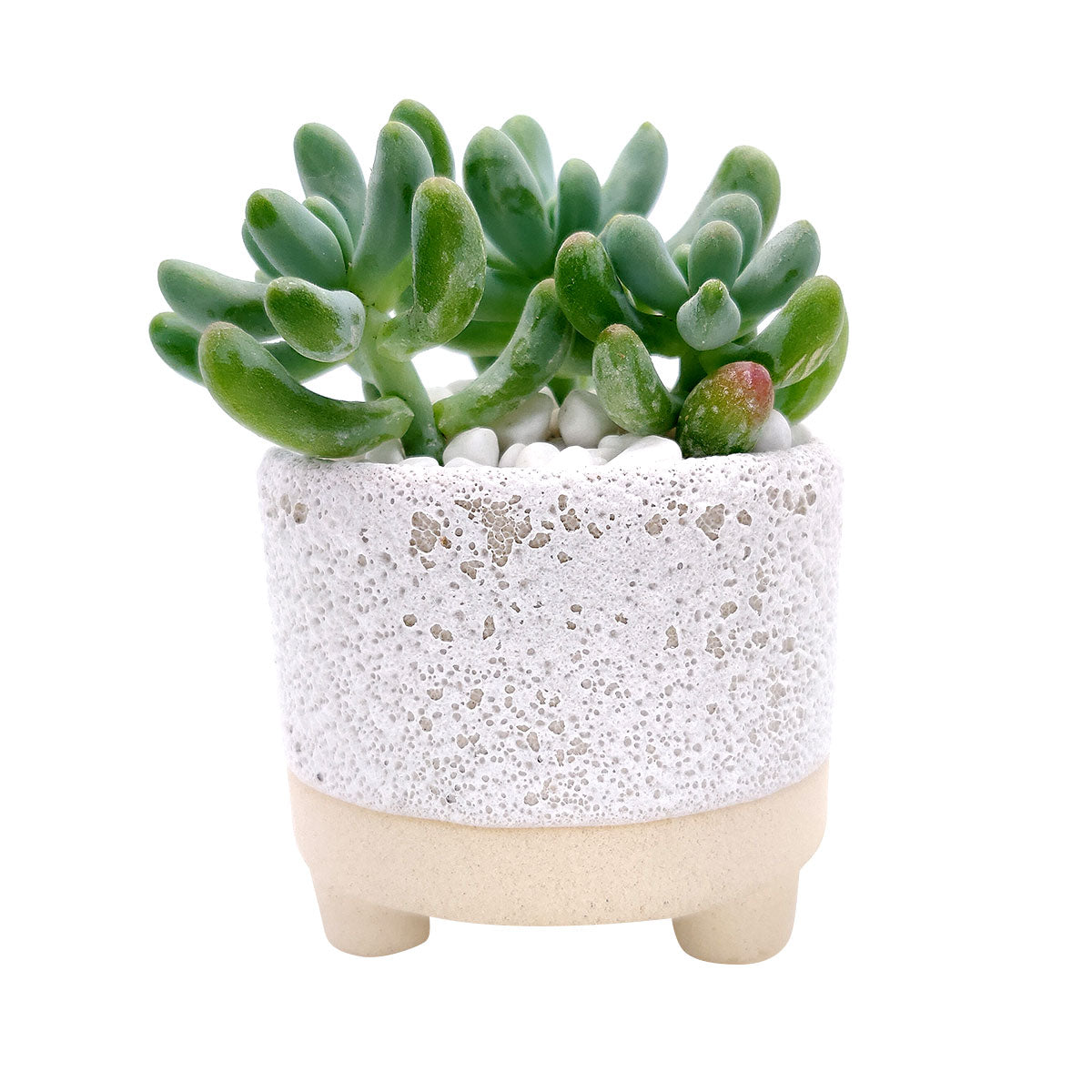 2.5 succulent pots 2 inch Bubbled Ceramic Footed Pot | Small Pot for Cactus & Succulent Plant