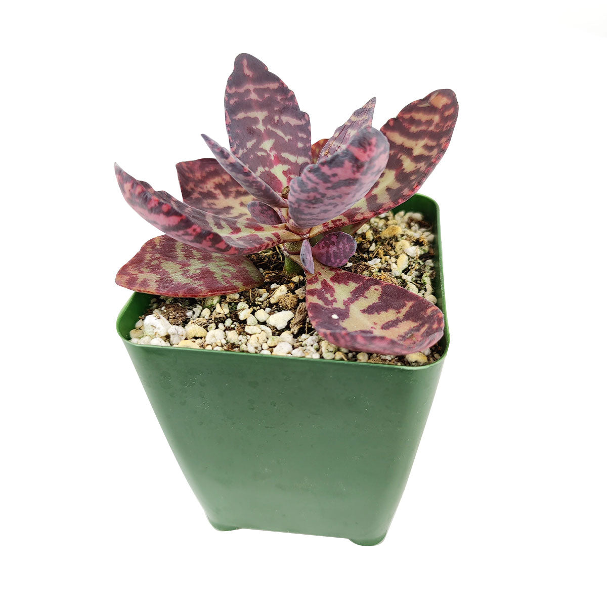 humilis succulent Kalanchoe Humilis Desert Surprise for Sales