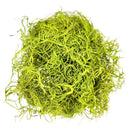 Preserved Spanish Moss Floral Moss for sale, Garden Accessories, Miniature Garden Landscaping, DIY Terrarium Supplies, Art Wall Decor, Florist Decor, Easter Table Decor, Terrariums, Wedding decor