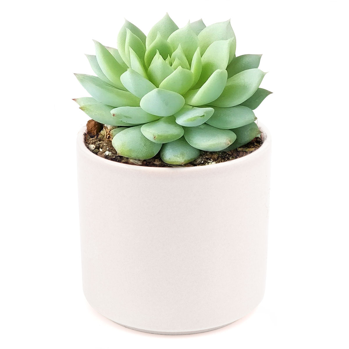 Echeveria Painted Lady