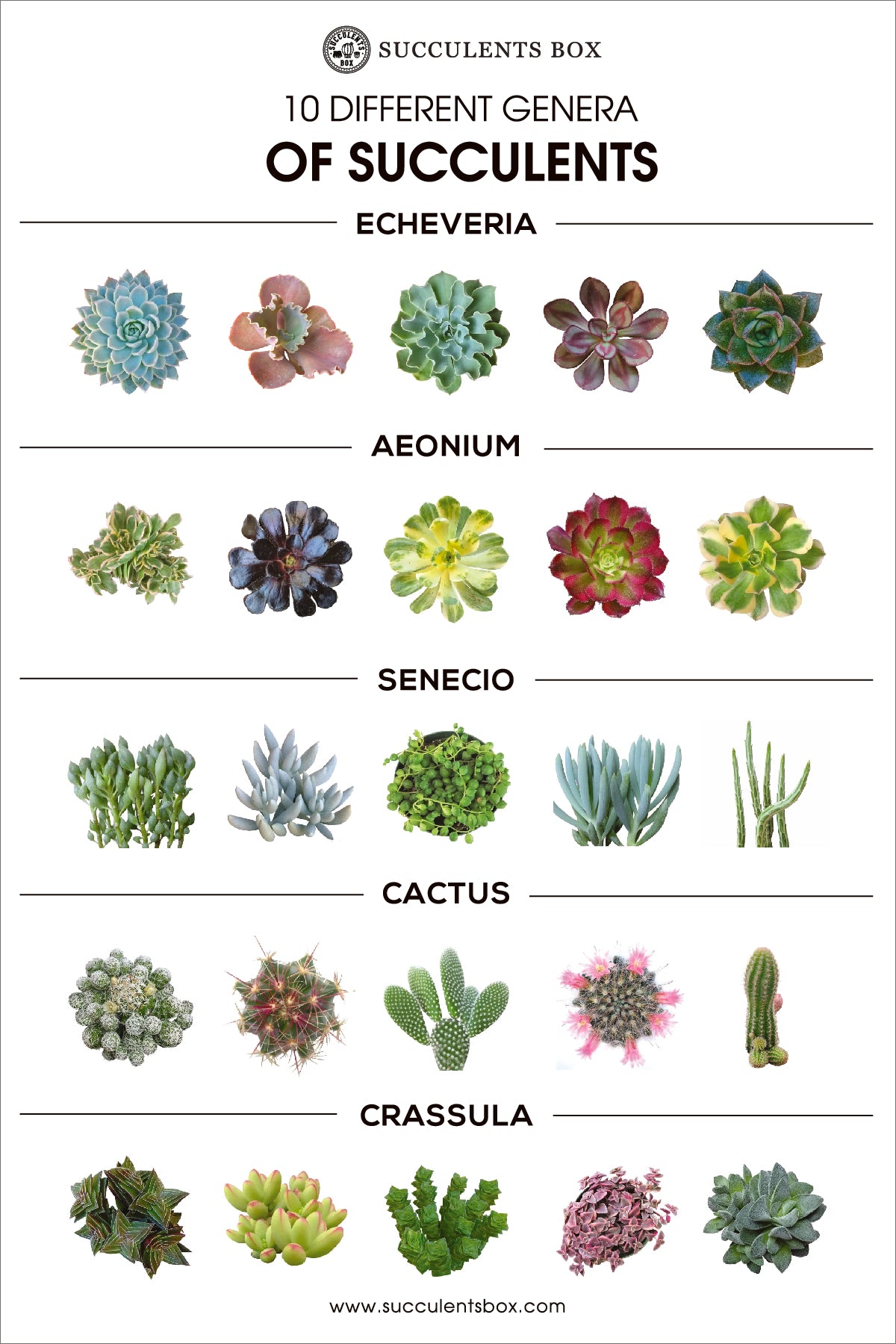 genus of succulents plants Succulent Genera Card