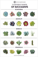 Succulent Postcards for sale, Cute Plant Postcards for sale, Cactus Postcard for sale, Succulent Gift Ideas for any Occasion, Gifts for Succulent Lovers, Succulents for Beginners, Succulents for sale, Succulents Shop in California, How to identify Succulent Plants