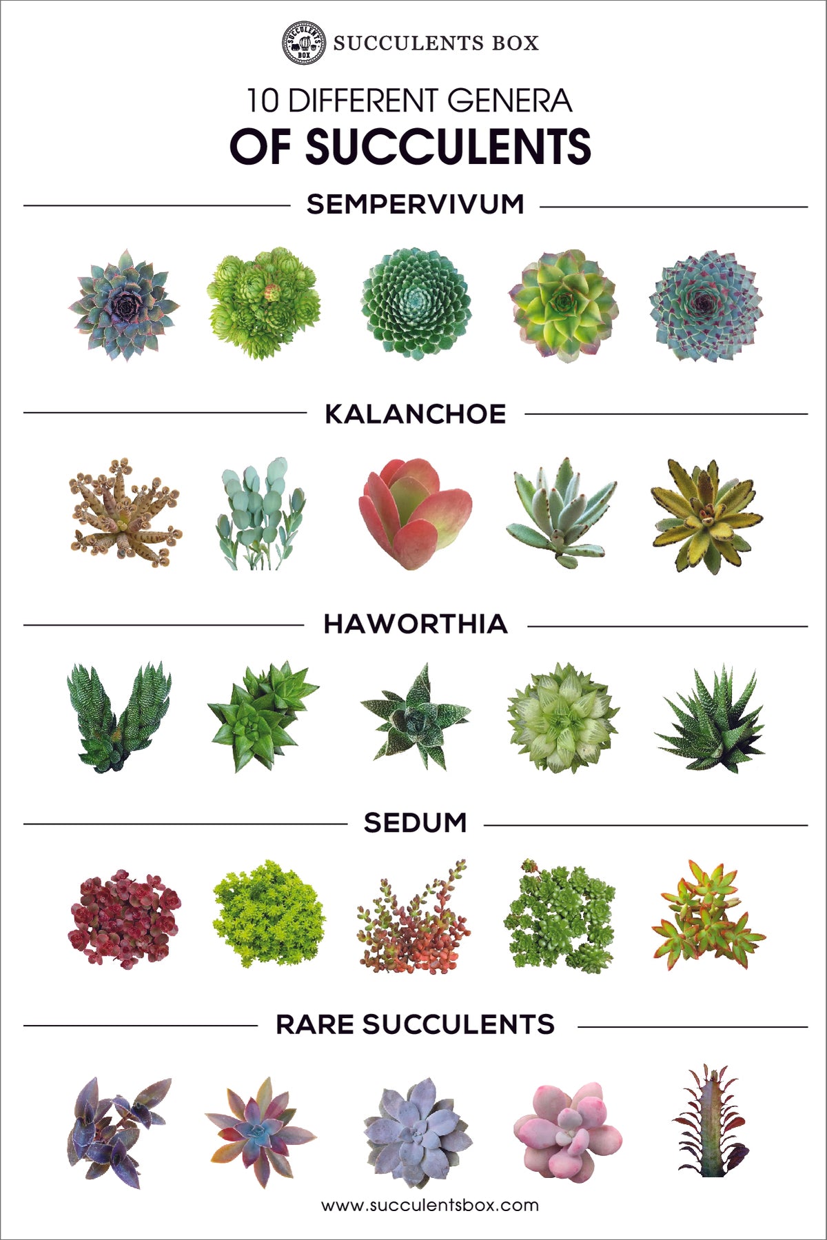 Succulent Genera Card