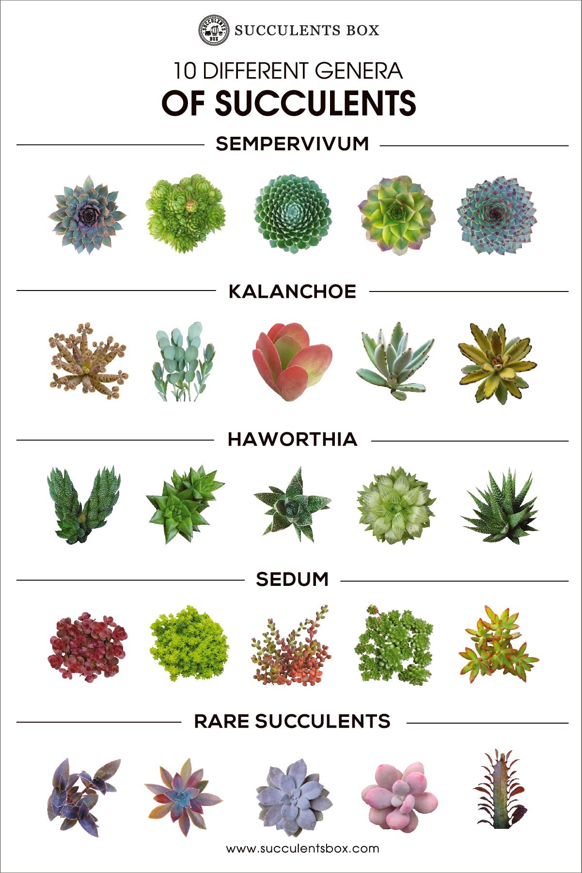 succulent plant genus Succulent Genera Card