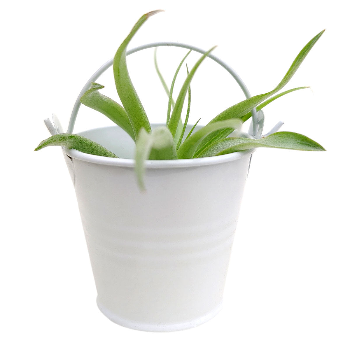 white tin pail, tin pail buckets, metal bucket, tiny white buckets, craft supplies, favor tin pail, white pot, succulent pot, succulent box, garden gift, succulent garden, succulent party, metal pot