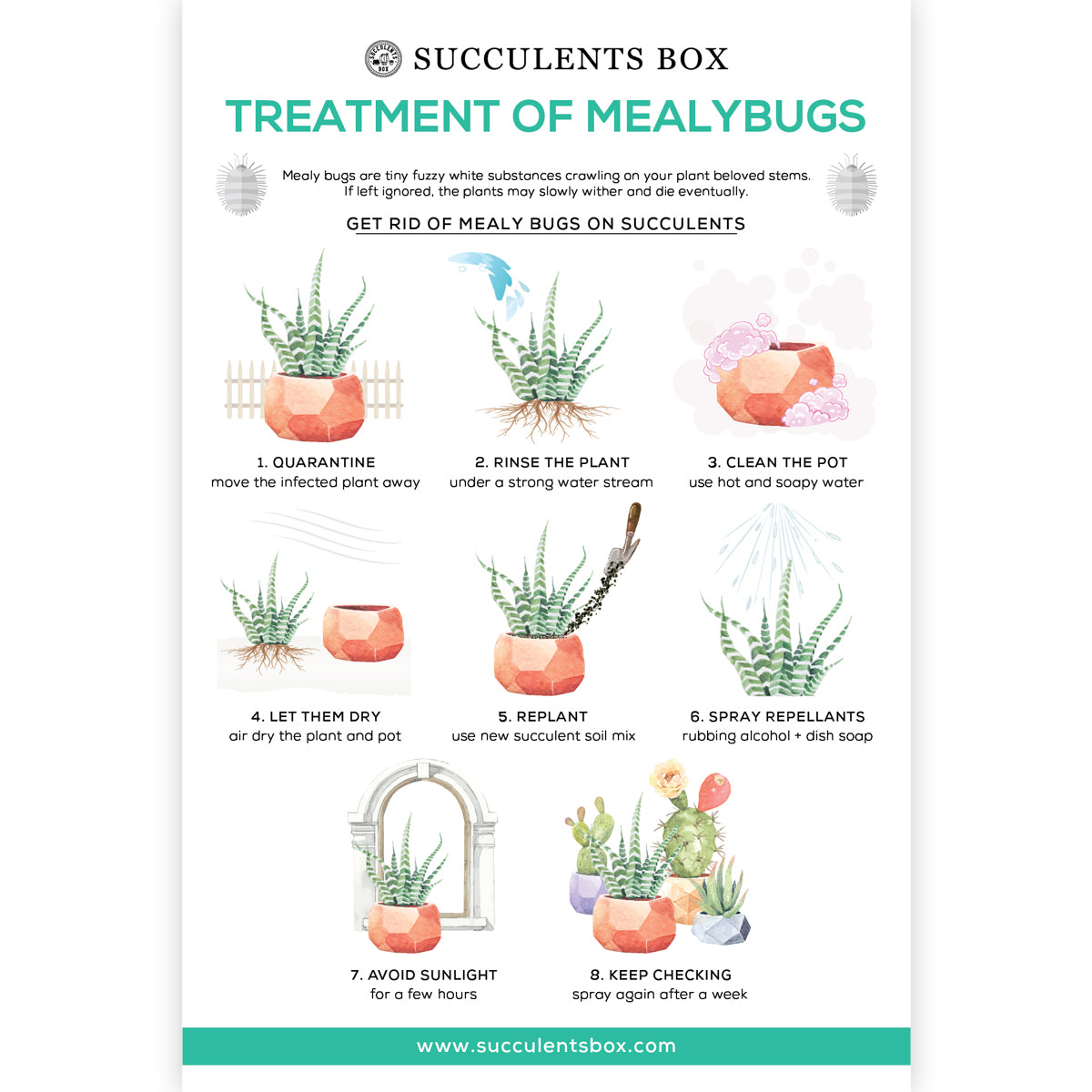 Treatment of Mealybugs succulent care card, succulent care instruction, succulent gift ideas