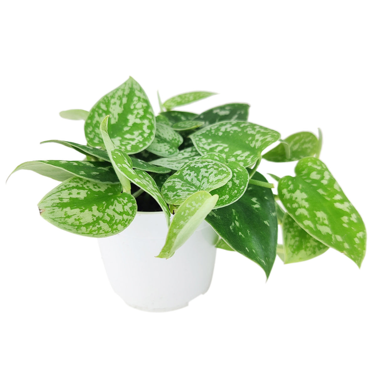  Satin Pothos Scindapsus Pictus, vining evergreen plants with variegated foliage, easy to care for houseplant for beginner, heart-shaped pothos, plants for hanging baskets and tall planters