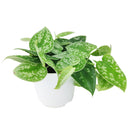 easy to care for houseplant for beginner, Satin Pothos Scindapsus Pictus, plants for hanging baskets and tall planters, vining evergreen plants with variegated foliage