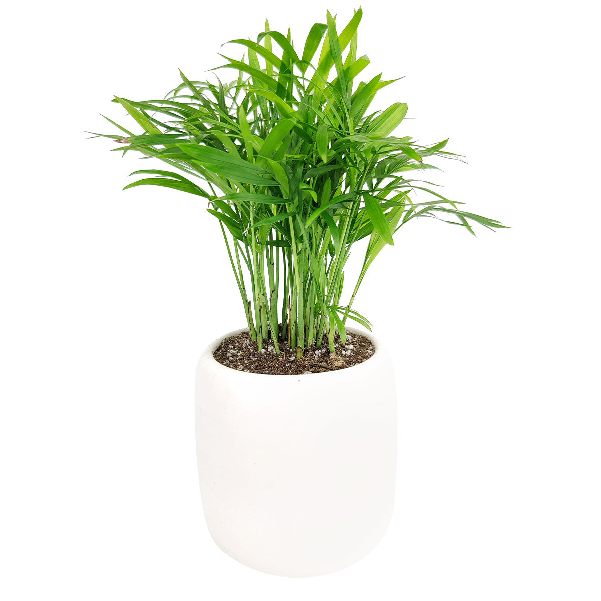 parlor palm growth rate, small parlor palm, parlor palm pet safe, how to take care of a parlor palm, full grown neanthe bella palm, parlor palm scientific name, parlor palm large, parlor palm full grown, care for parlor palm
