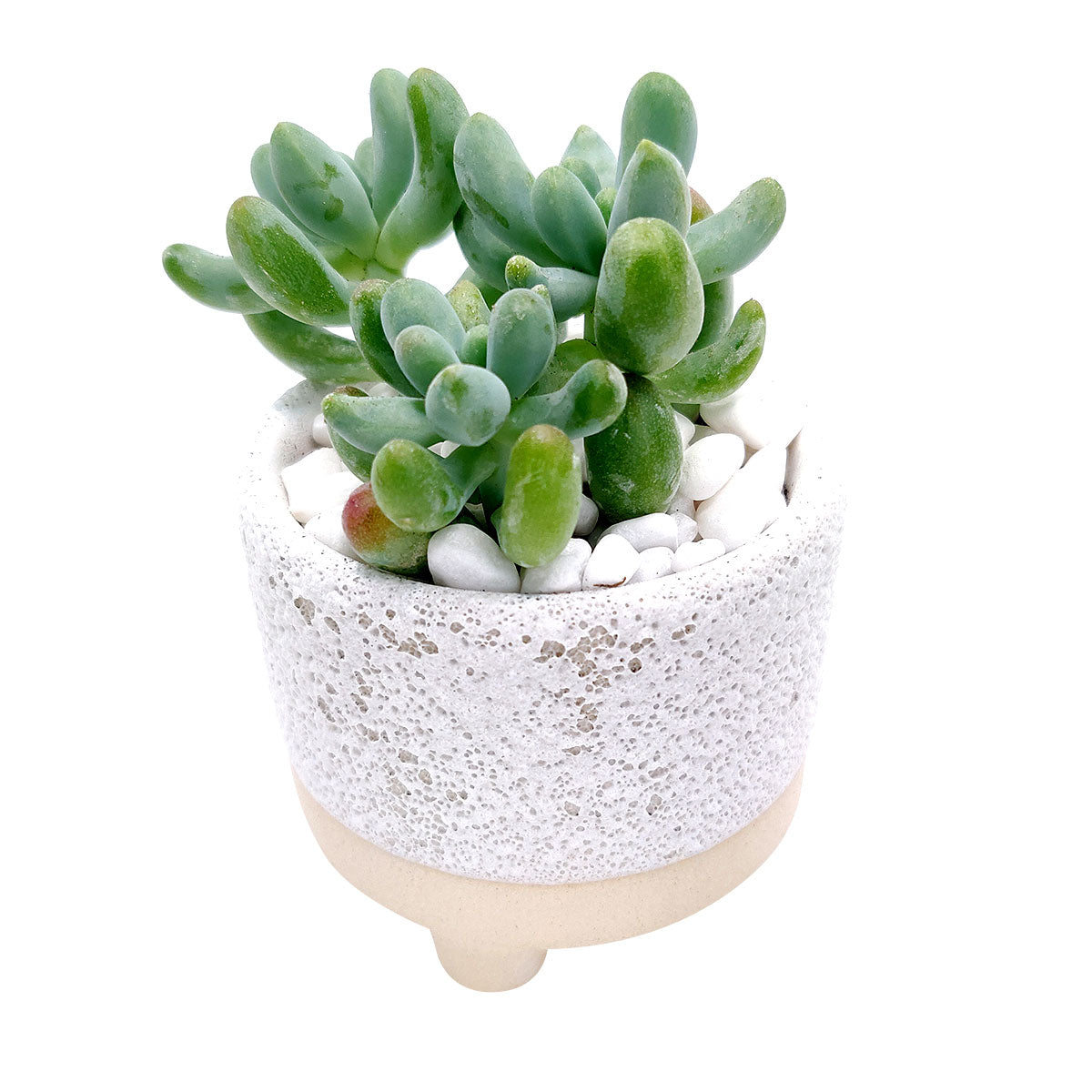 2.5 inch succulent pot 2 inch Bubbled Ceramic Footed Pot | Small Pot for Cactus & Succulent Plant