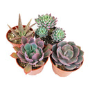 Succulent Plant Gift Ideas For Valentine&#39;s Day, Best Valentine Gifts 2024, Unique DIY Valentine&#39;s Day Gifts For That Special Someone, Rosette shaped succulent assorted pack, Succulent assorted pack perfect for weddings, Purple and pink succulent pack for wedding plan
