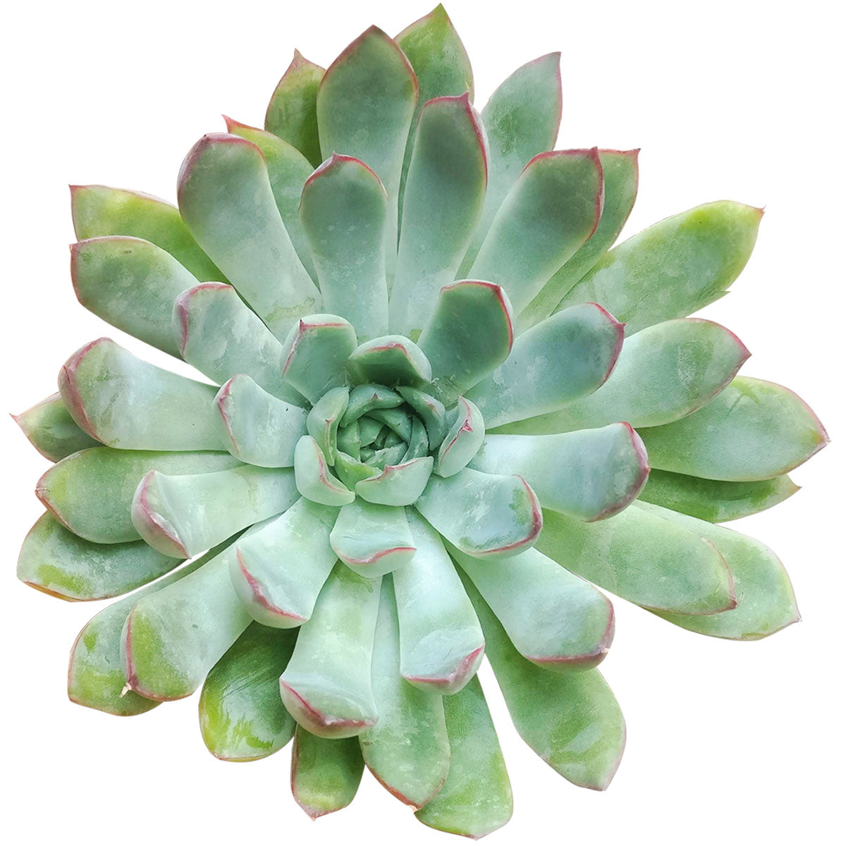 echeveria pulidonis succulent Echeveria Pulidonis Succulent