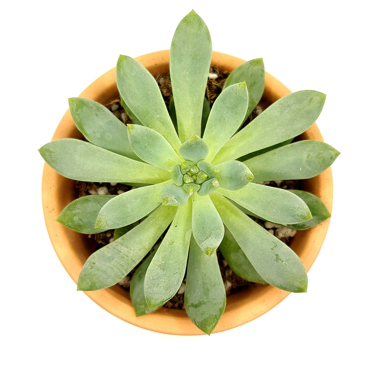 Pulido&#39;s Echeveria, rosette green blue, types of echeveria, succulent arrangement ideas, succulent wedding favors, succulent wedding centerpieces, succulent wedding bouquet