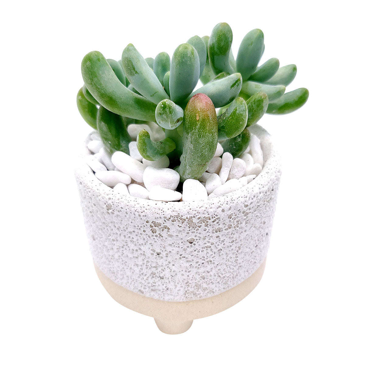 2 inch Bubbled Ceramic Footed Pot for sale, Mini pot for succulent, Succulent pot decor ideas, 2 inch size pot for succulents, Flower pot for sale, ceramic pots for planting