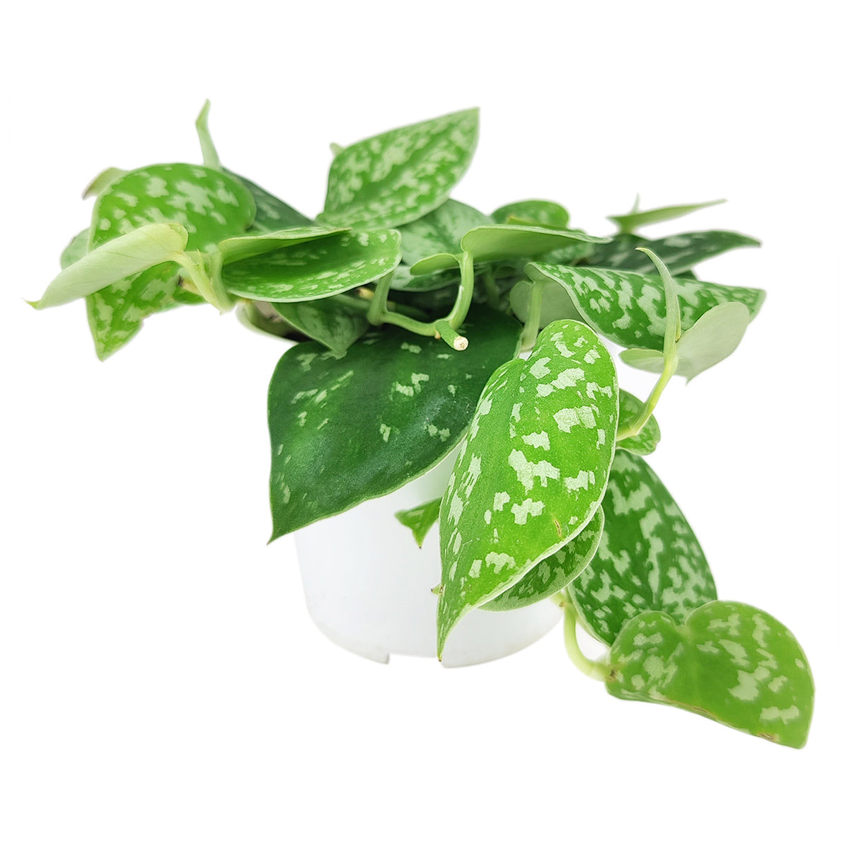 Satin Pothos Scindapsus Pictus, vining evergreen plants with variegated foliage, easy to care for houseplant for beginner, heart-shaped pothos, plants for hanging baskets and tall planters, best place to buy indoor plants near me
