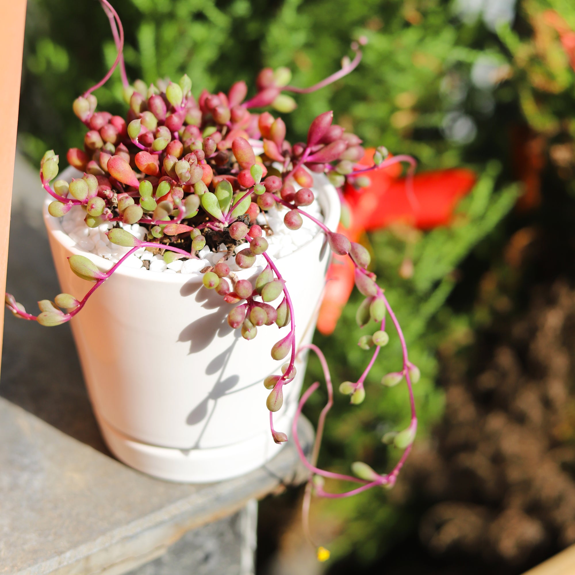 pot with saucer, pot for houseplant, 4 inch white minimalist pot with saucer, small white pot, pot for indoor plant