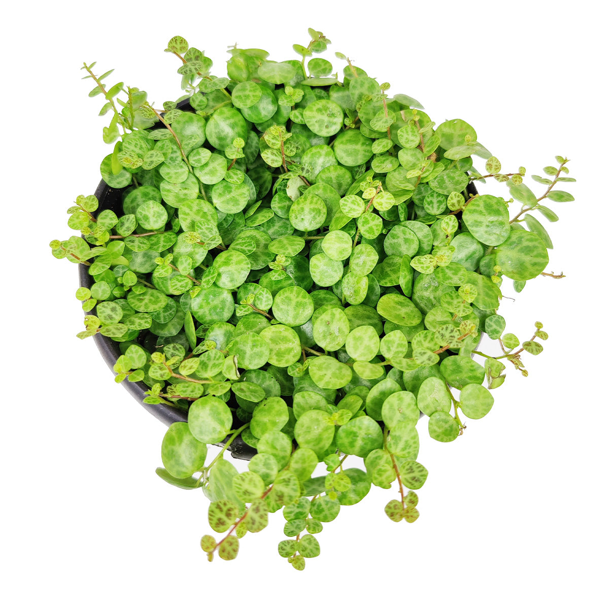 6 inch string of turtles plant fully rooted for sale, peperomia plant for sale online near me, popular hanging trailing succculent to grow, indoor outdoor succulent plant, live succulent as gift