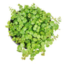 4 inch String of turtles plant in terracotta pot for sale, Buy trailing houseplant for home office decor