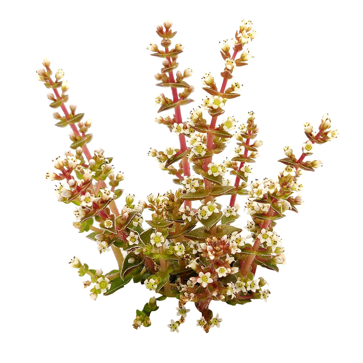 Tips for growing crassula capitella &quot;Pagoda&quot; indoor home garden, succulent subscription, Succulents, how to grow succulents, succulents shop in California, succulents garden, Rare succulents, cactus, succulent care guide, Crassula pagoda village in California, How to grow Crassula pagoda village, crassula, crassula plant, crassula succulent, crassula types, crassula varieties, types of crassula, crassula species, crassulas, succulent crassula