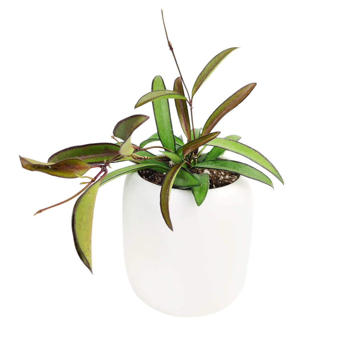 Hoya Wayettit for sale, Hoya Wayetti near me, best Hoya plants, houseplants with red flowers, houseplants gift ideas, houseplants for sale, best houseplants, best indoor plants, types of houseplants, low light houseplants, easy to grow houseplants