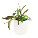 Hoya Wayettit for sale, Hoya Wayetti near me, best Hoya plants, houseplants with red flowers, houseplants gift ideas, houseplants for sale, best houseplants, best indoor plants, types of houseplants, low light houseplants, easy to grow houseplants