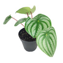 Peperomia Watermelon for sale, how to care for peperomia watermelon, medium to bright light peperomia plant, easy care flowering houseplant, compact plant for small spaces