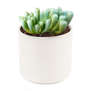 indoor succulents, rare succulents, rare succulents for sale, unique succulents, buy succulents online, rare succulent, succulent shop, unusual succulents, succulent store, succulents online