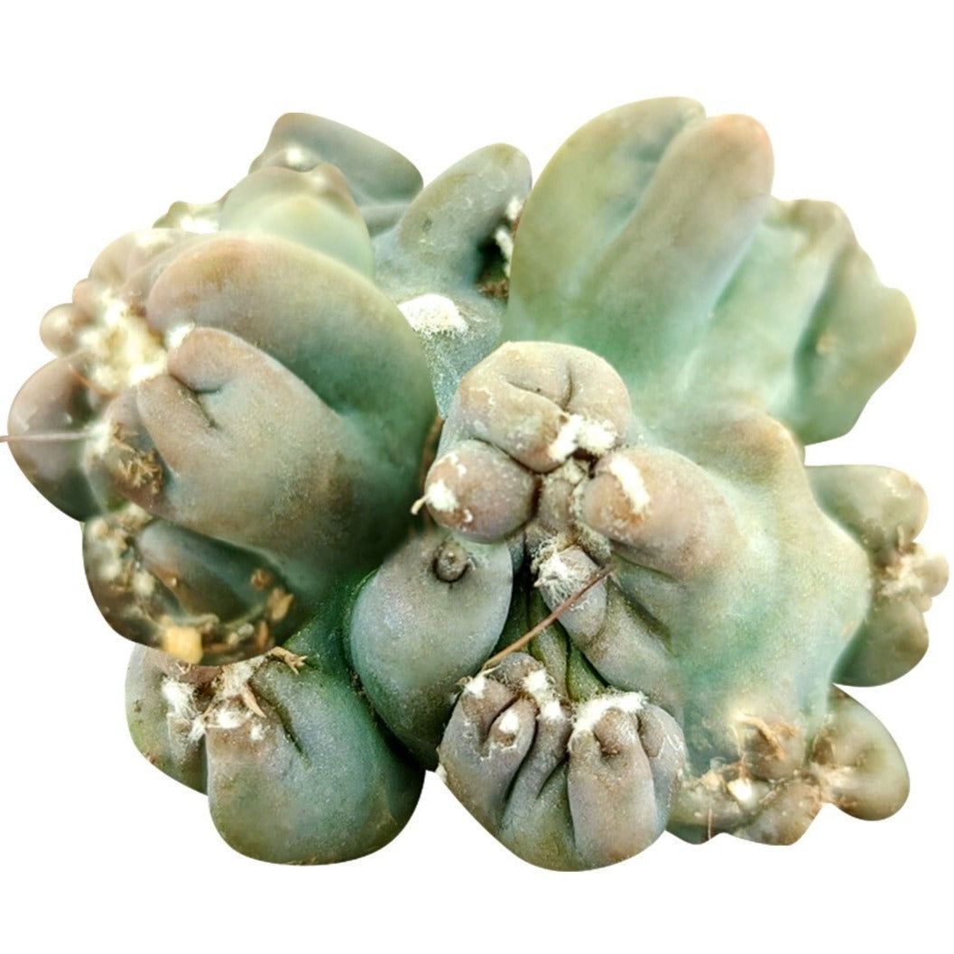 succulents box cereus ming thing cereus forbesii monstrose Cereus Ming Thing | Cereus Forbesii Monstrose