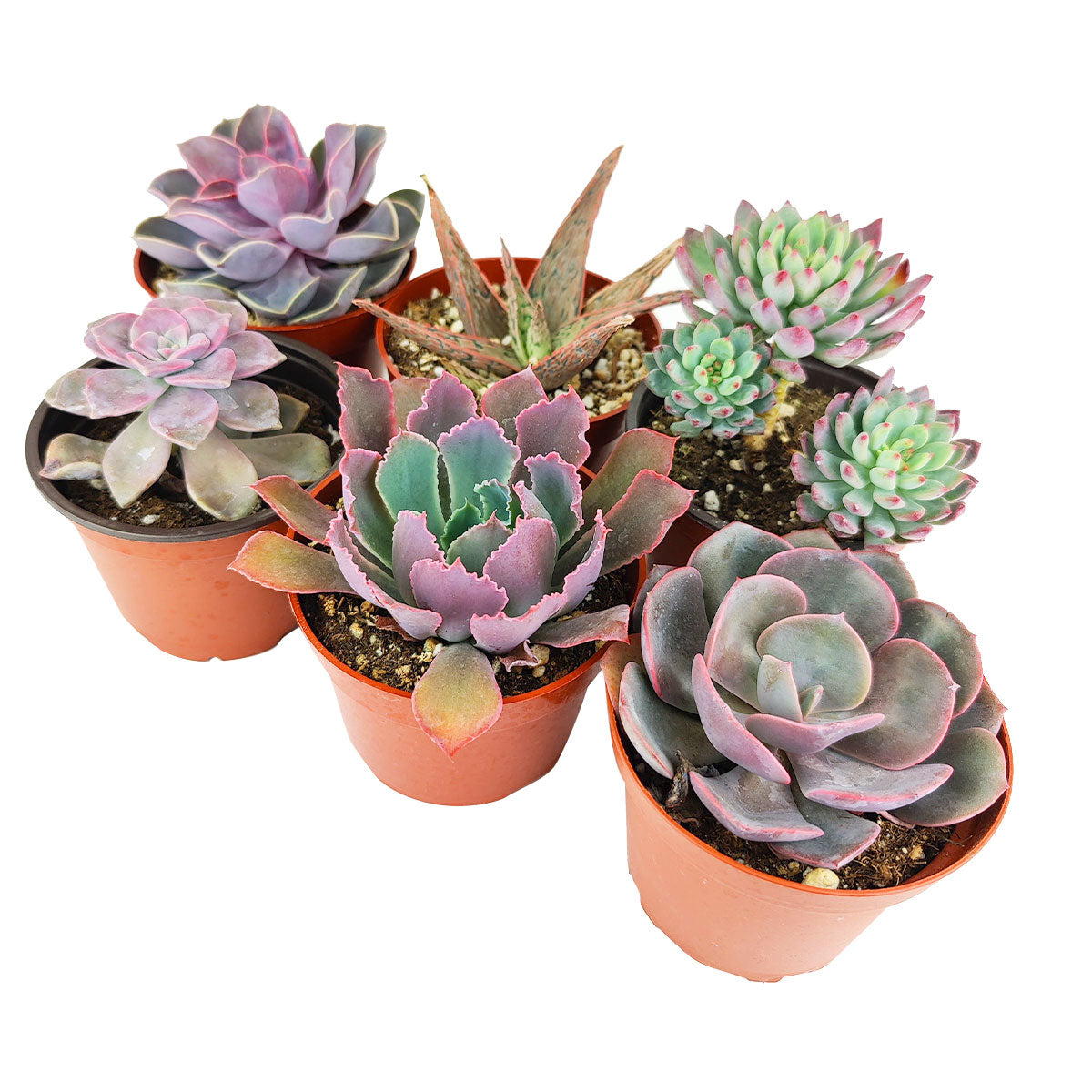Succulent Plant Gift Ideas For Valentine&#39;s Day, Best Valentine Gifts 2024, Shop Succulents for Valentine, Where to Buy Succulents for Valentine, Wedding rosette succulents for sale, Succulent assorted pack perfect for weddings
