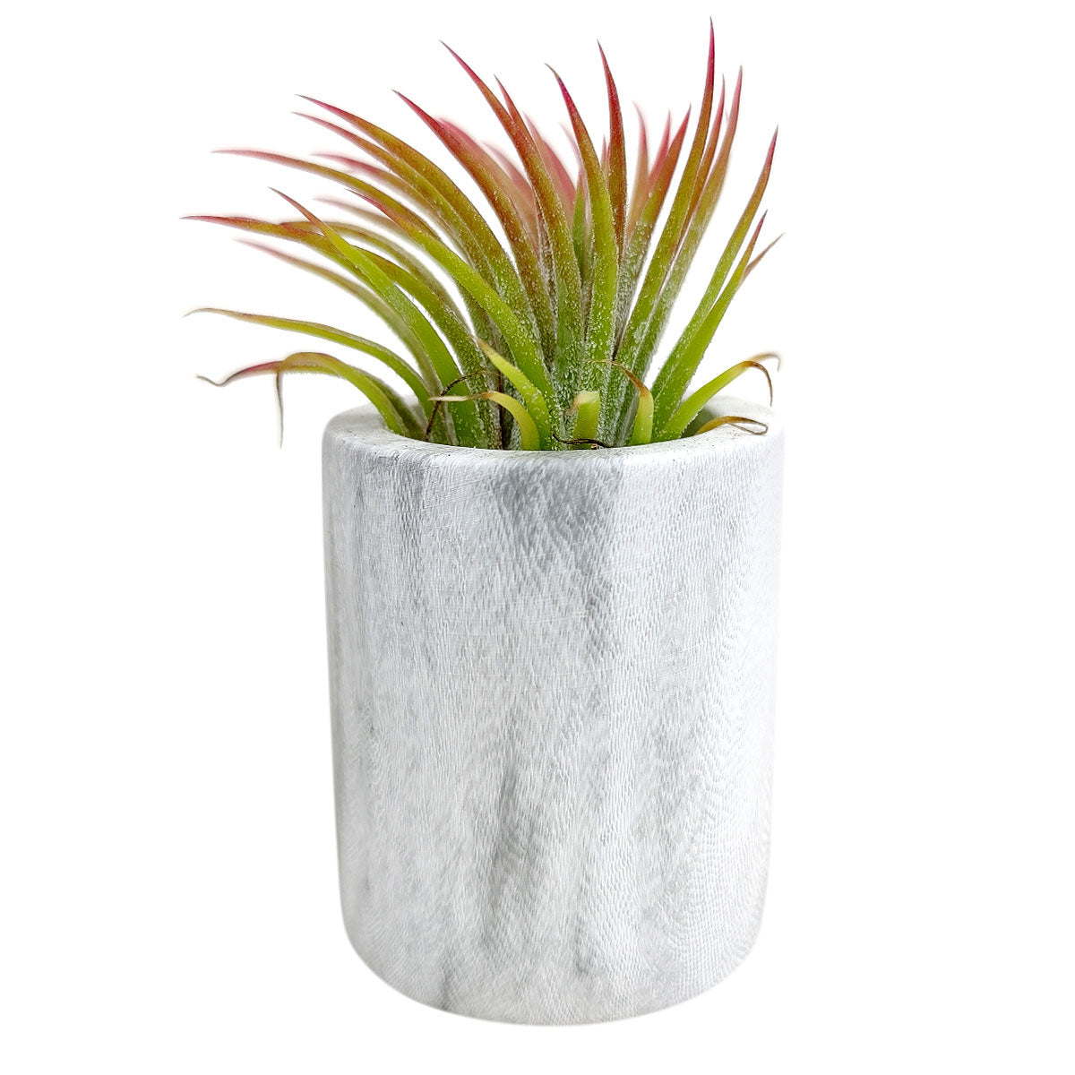 marble succulent pots Marble Ceramic Pot for Air Plant | Air Plant Care