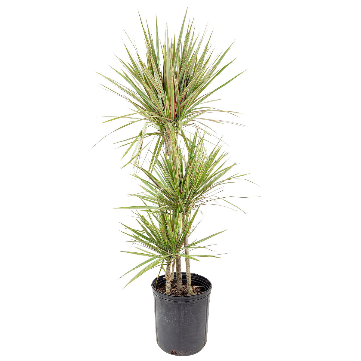 Green Dracaena Marginata, Dragon Tree, how to care for Dracaena Marginata, easy to care for houseplant, air-purifying houseplant, houseplant for office, low and medium light houseplant