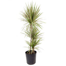 Green Dracaena Marginata, Dragon Tree, how to care for Dracaena Marginata, easy to care for houseplant, air-purifying houseplant, houseplant for office, low and medium light houseplant