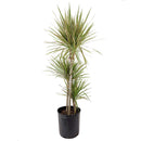 Green Dracaena Marginata, Dragon Tree, how to care for Dracaena Marginata, easy to care for houseplant, air-purifying houseplant, houseplant for office, low and medium light houseplant