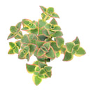 Calico kitten crassula for sale, Rare succulents, crassula varieties, succulent gift ideas, houseplant for home and office, easy to grow indoor succulent