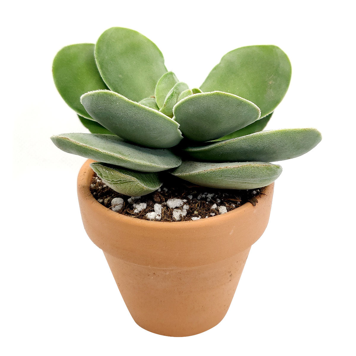 cotyledonis succulent Crassula Cotyledonis Succulent Plant