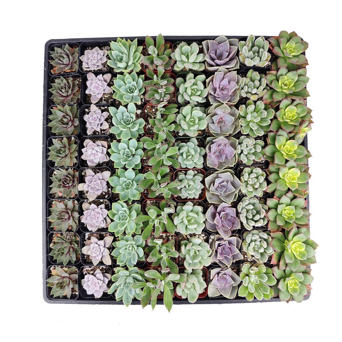 tray for succulents Rosette Succulent Wedding and Party Favors Tray