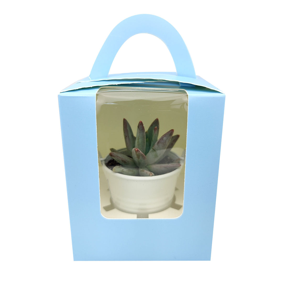 Wedding favor, cactus tray, cactus gift pack, succulents for weddings, cactus succulents,  cactus succulent gift ideas, cactus gift ideas, cacti species, cacti plants, cacti succulents, wedding favor ideas, corporate gift ideas