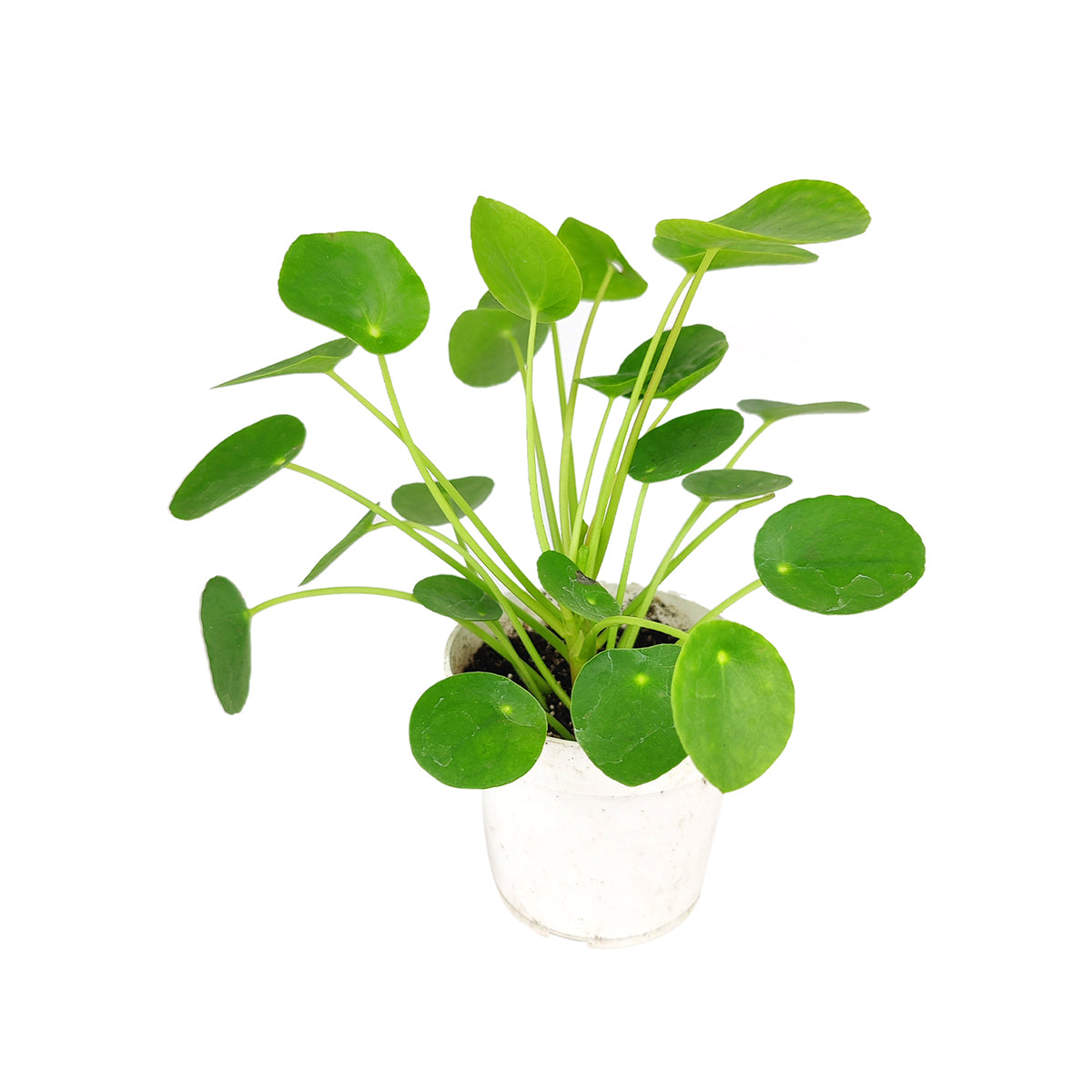 Pilea peperomioides, Chinese Money Plant, perennial herb plant, unique foliage houseplant, easy to care for plants for beginners