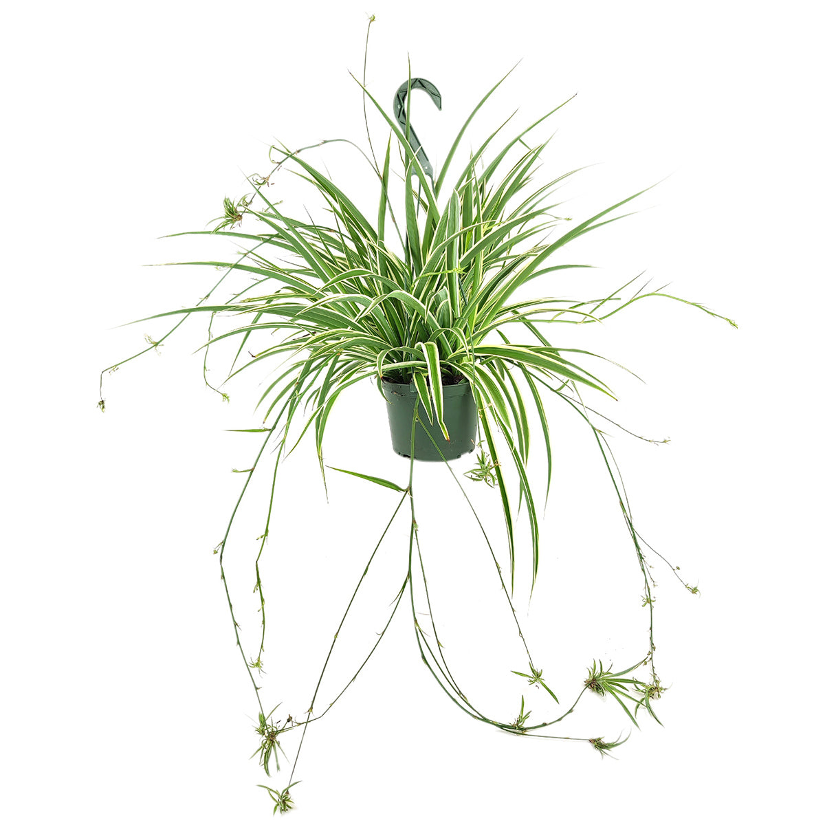  Spider Plant Chlorophytum comosum, trailing houseplants, easy care and low light houseplant, popular plant for home and office