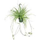 popular plant for home and officeSpider Plant Chlorophytum comosum, plant that can eliminate airborne toxins