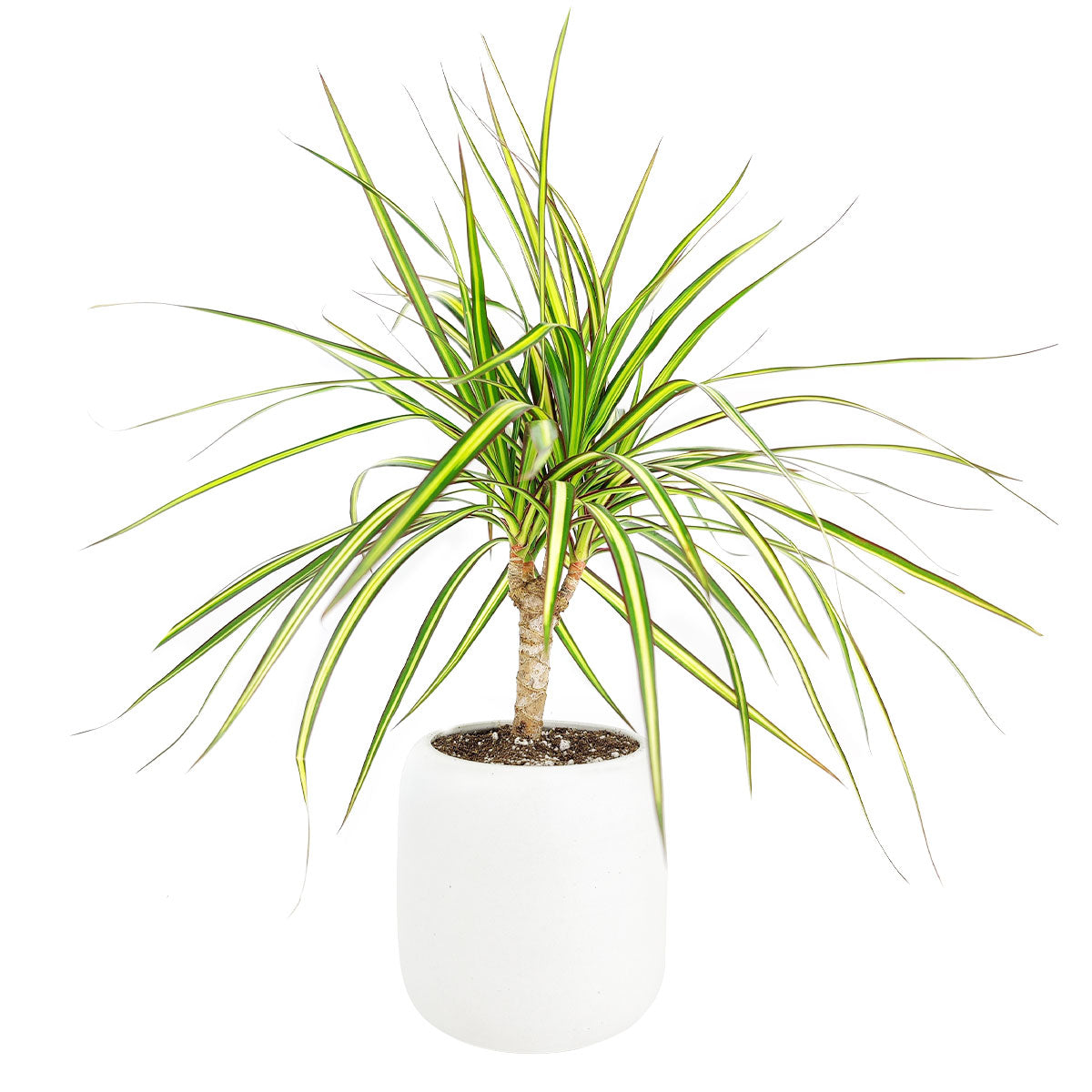 dracaena marginata kiwi care Dracaena Kiwi - Low-maintenance Indoor Plants - Sword-like Leaves Plants