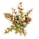 How to grow Crassula pagoda village, crassula, crassula plant, crassula succulent, crassula types, crassula varieties, types of crassula, crassula species, crassulas, succulent crassula